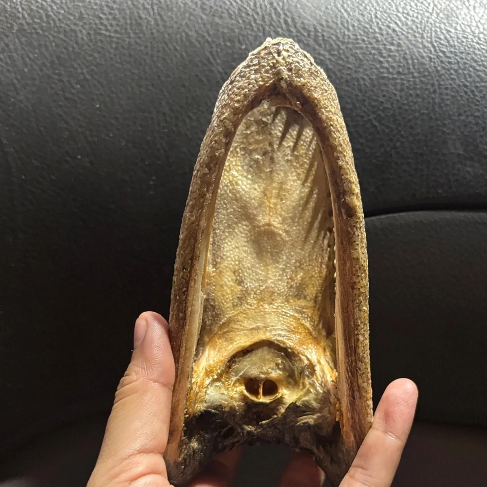 Real Reptile Skull